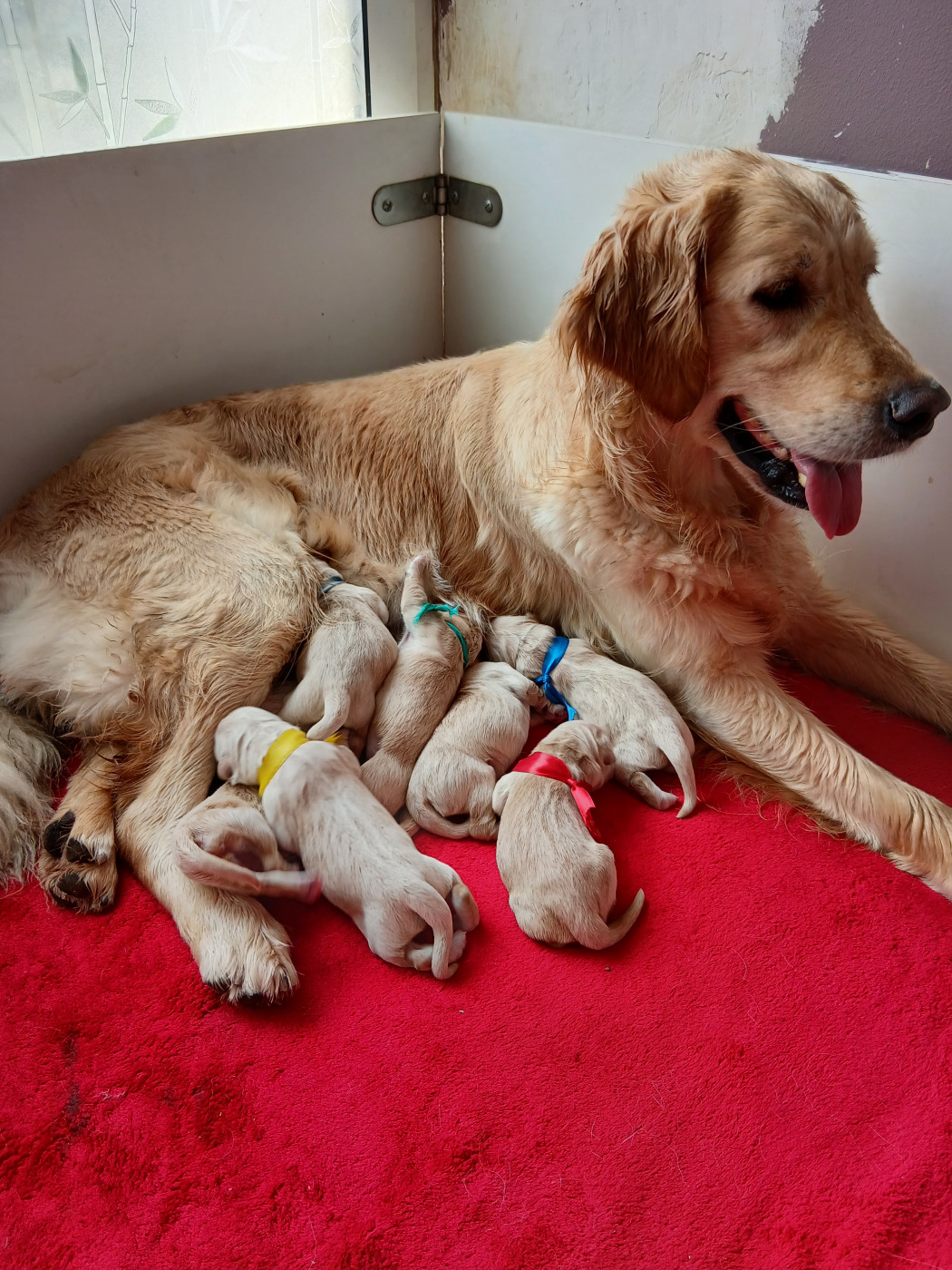 Chiot Golden Retriever des jardins d'or et d'ambre