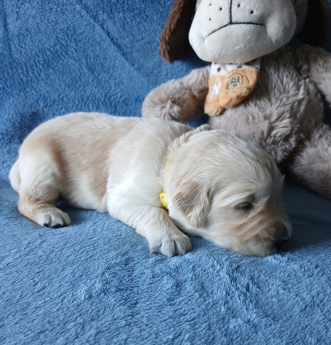 des jardins d'or et d'ambre - Chiots disponibles - Golden Retriever