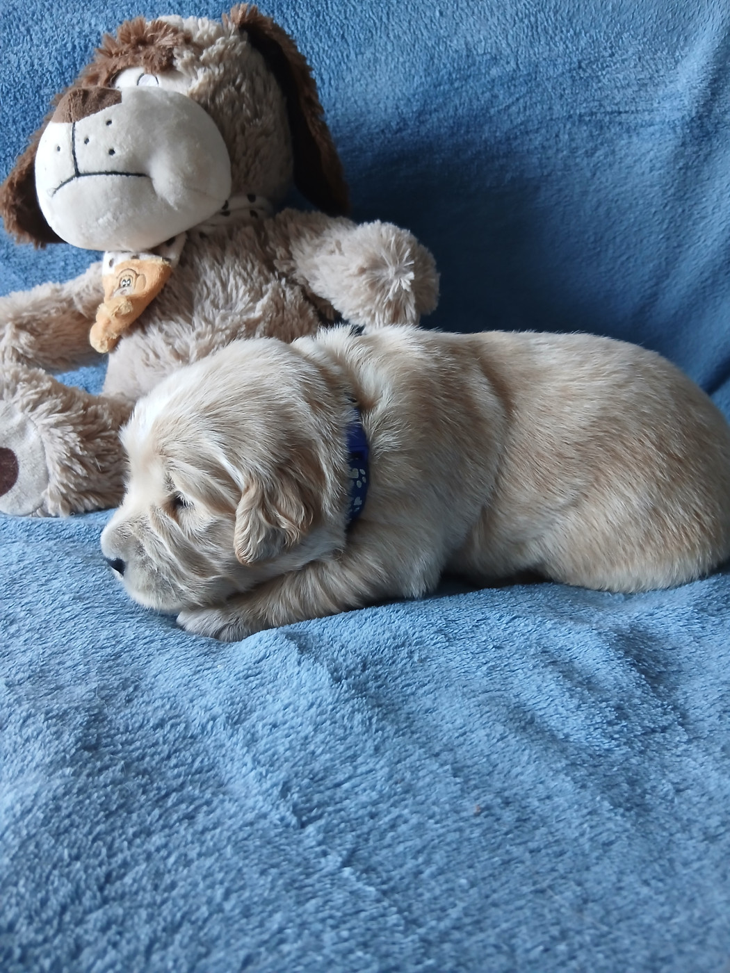 des jardins d'or et d'ambre - Chiots disponibles - Golden Retriever