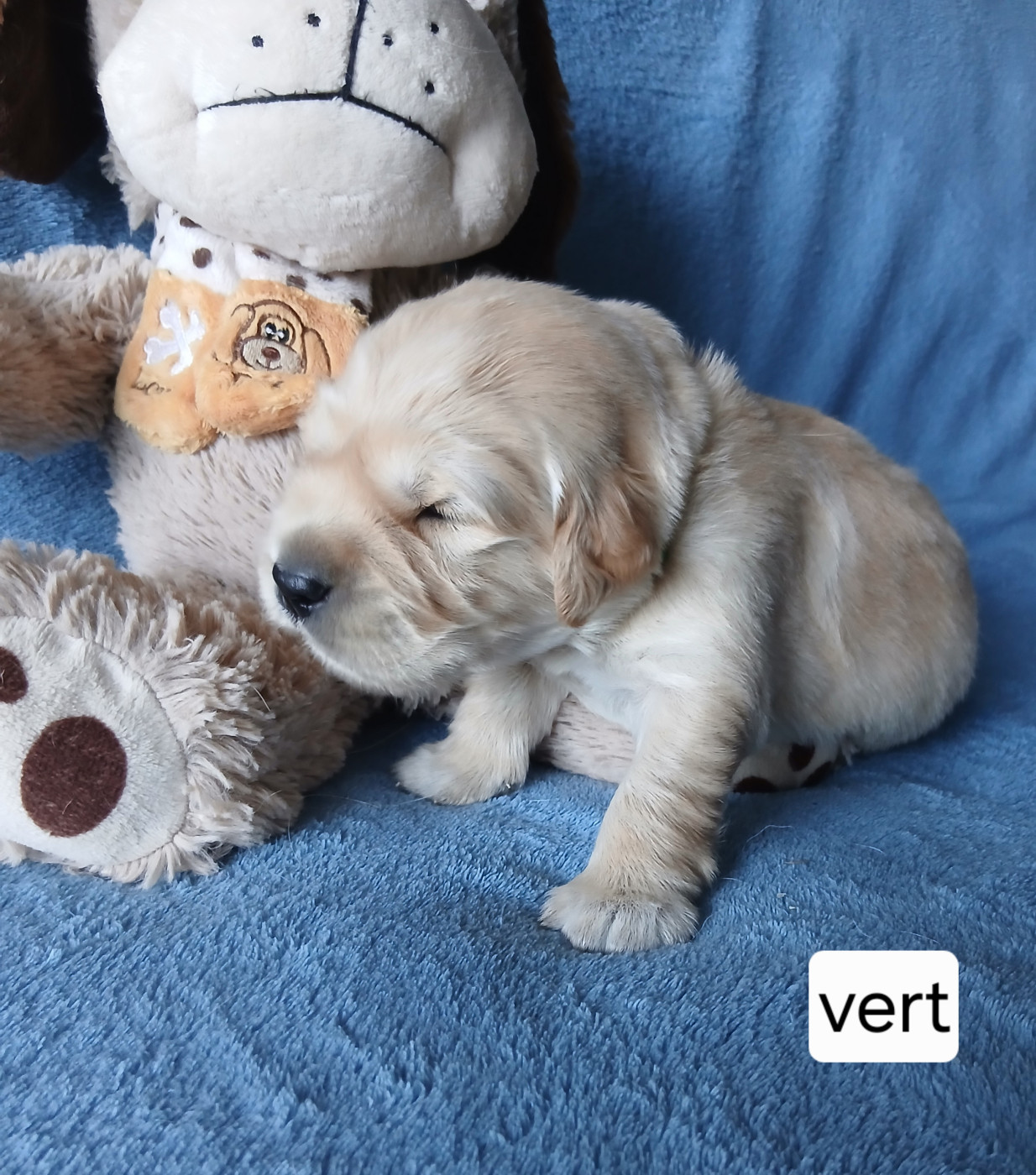 des jardins d'or et d'ambre - Chiots disponibles - Golden Retriever
