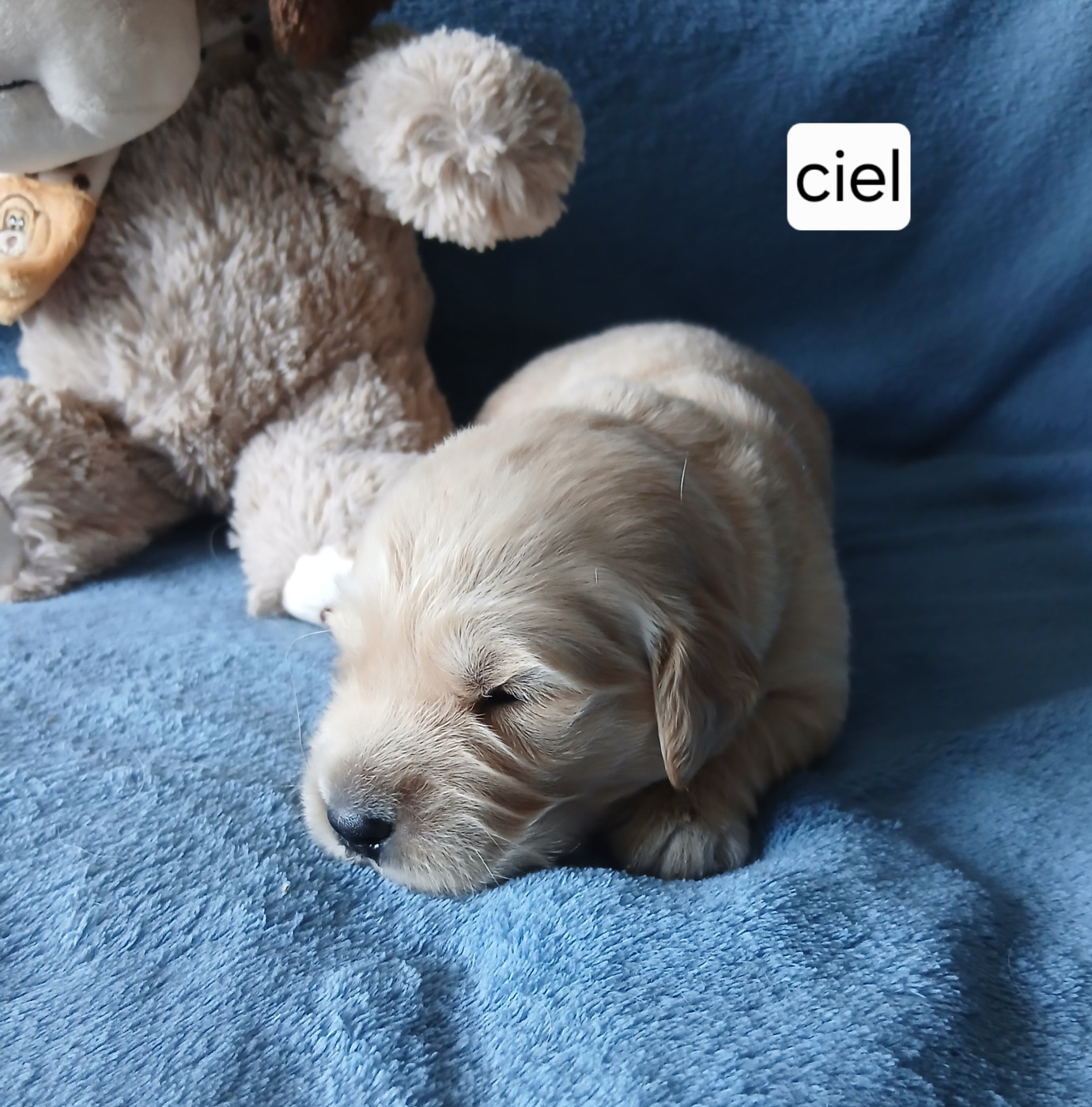des jardins d'or et d'ambre - Chiots disponibles - Golden Retriever