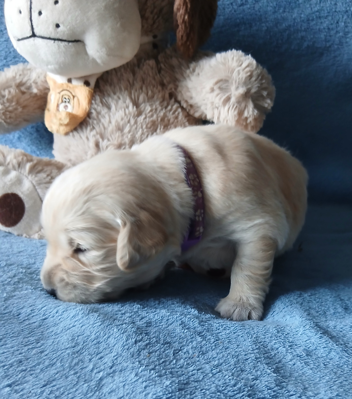 des jardins d'or et d'ambre - Chiots disponibles - Golden Retriever