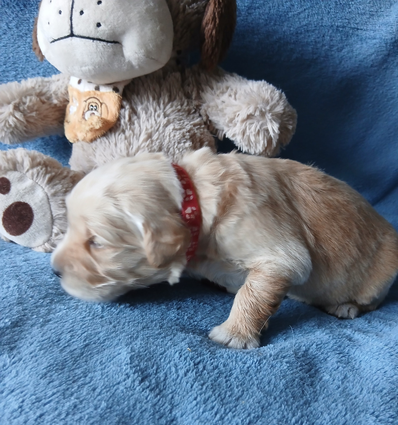des jardins d'or et d'ambre - Chiots disponibles - Golden Retriever