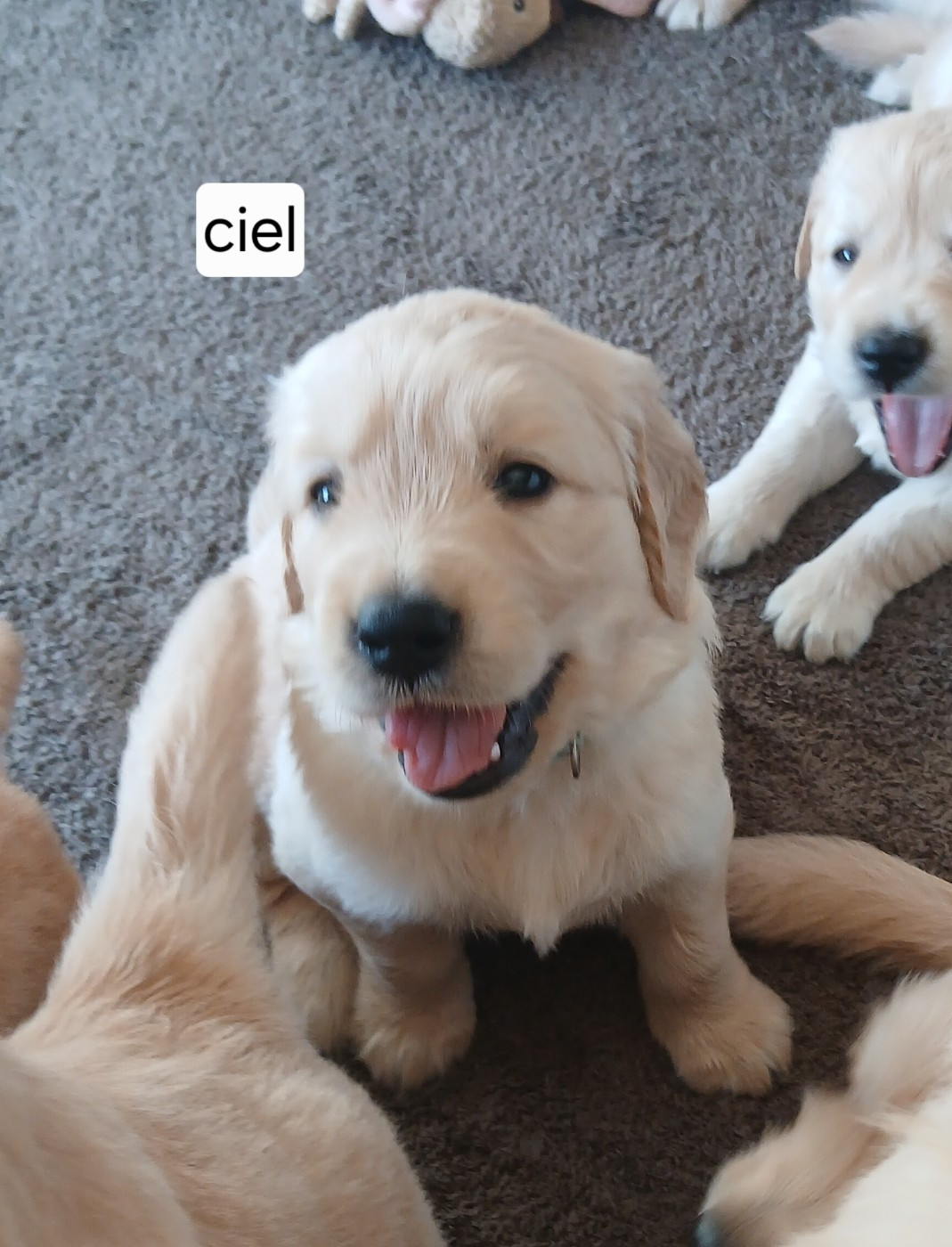 des jardins d'or et d'ambre - Chiots disponibles - Golden Retriever