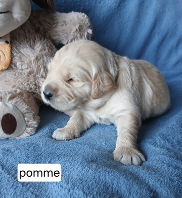 Monsieur Pomme