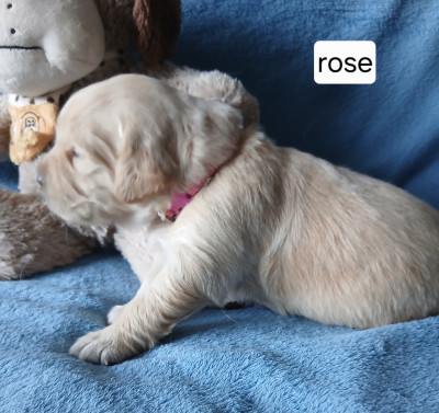 Miss Rose