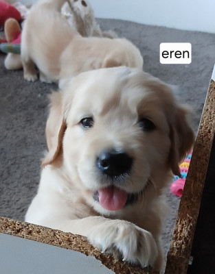 BEL-EREN