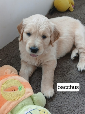 BACCHUS