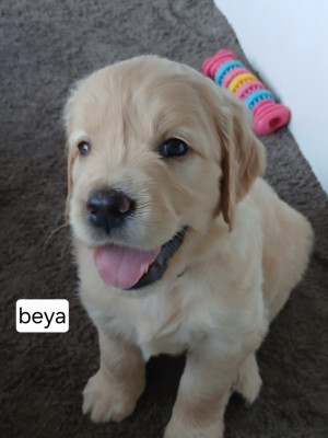 BEYA