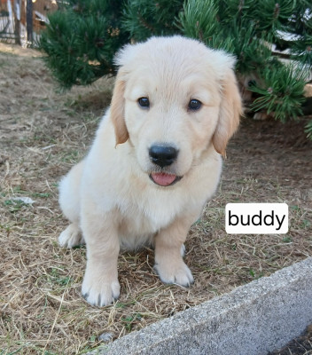 BUDDY