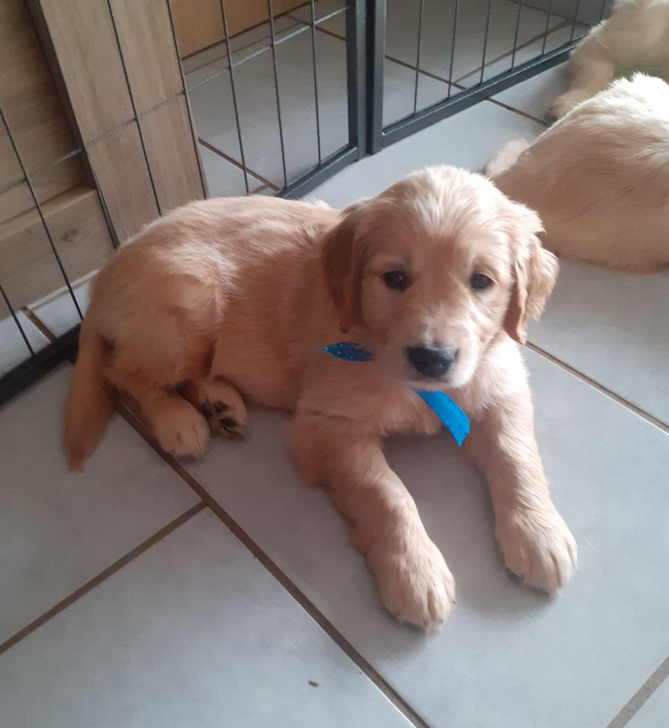 des jardins d'or et d'ambre - Chiots disponibles - Golden Retriever